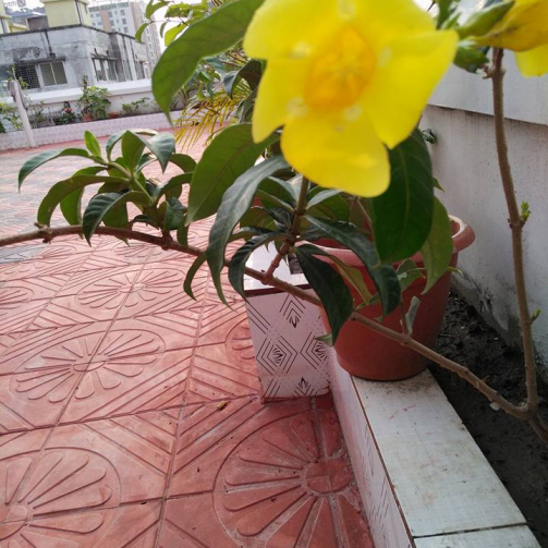 12670358_1706755869603839_4478416936485917217_n